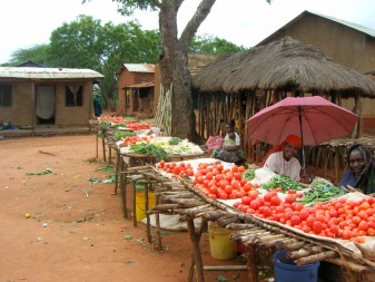 Berega daily market